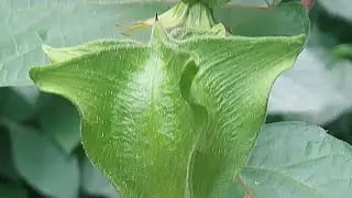 Abroma augustum #PuthaliPhool #Flora #Plant #Flower #Seeds #Nature