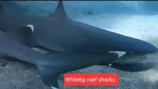 Whitetip Reef  Sharks🦈.  #sea