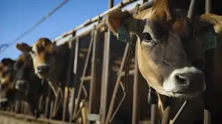 Allflex Monitoring Paints A Clear Picture - Yosemite Jersey Dairy - Allflex Monitoring