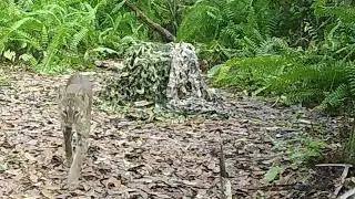 Florida Bobcat. 