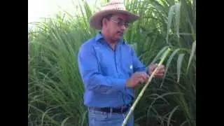 UABCS clase Raul Murillo cultivo de maralfalfa 05-07-2012