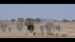 ELEPHANTS Vs LIONS Battle In The African Savannah.