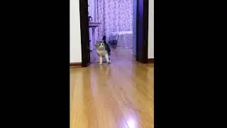Man pranks cat with transparent tape
