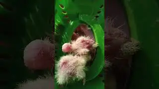 #Hand-feeding cocktail. Bird cereal for babies #parrots