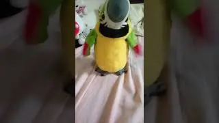 talking parrot toy! 🦜