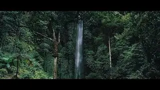 The Forest Cinematic 4k Drone dji Footage