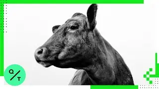 Why We're Moo-ving Toward Decarbonization