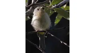 Warblers | Bird Identification Guide