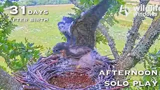 #190🦅Falcon Nest❷ Dorset Hobby Camera Live 2024