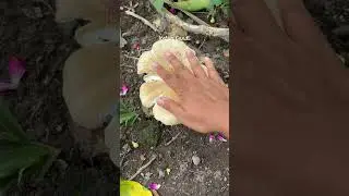 Jamur liar ini enak banget, tinggal panen di halaman #kebun #berkebun #garden #berkebundirumah