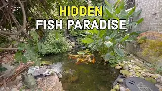 Koi Pond Makeover - Timelapse