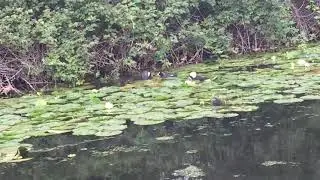 Rushall Canal in Walsall(3)