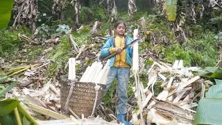 Poor girl. Go to the forest find wild banana cores to sell - Find rice cake wrapping leaves to sell