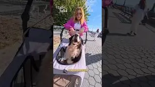 Мы встретили невероятного пса по кличке Виски, борющегося с раком, который гуляет у воды! #бернск...