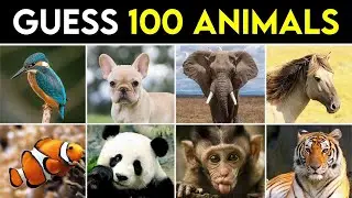 Guess 100 Animals in 3 seconds (Animal Quiz) | 2024