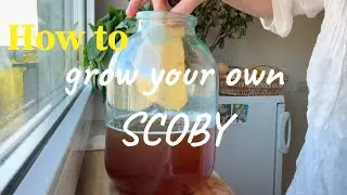 How to grow your own kombucha scoby from store bought