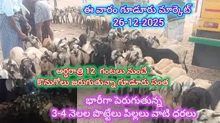 రాత్రి 12 గంటల నుంచే గూడూరు సంత 3-4-5 నెలల పొట్టేలు పిల్లలు ధరలు#gudur sheep goats market 26-12-2025