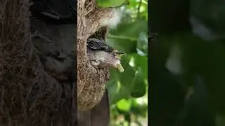 The father bird helped the baby bird.