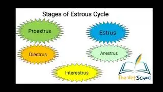 Estrous cycle of Cat (An Introduction)
