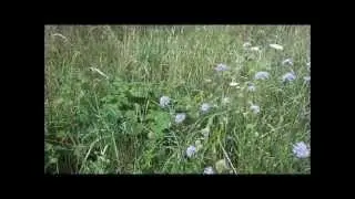 Perry pears in wildflower meadow