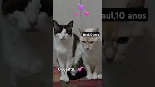 Mal&uacute; e Raul ❤️  #fy #cat #gateiras #gatos #gateiro #pets #gateira #catlover #gateiroscanal #gato