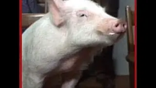 Video Response to See Ann Save's 15 Questions