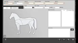 Image Suite Vet Workflow