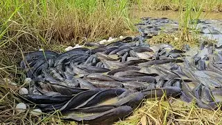 best hand fishing - catching a lot of fish and pick duck eggs at field by hand skill