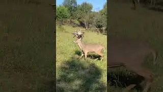 Megazilla ! #deer #hunting #wildlife #deerhunting #deerseason #archery