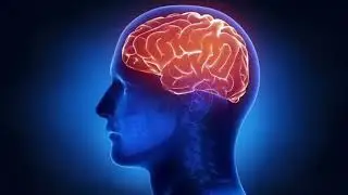 Brain Structure and function all ditails | Brain Part and Work in Human body