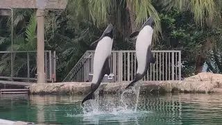 Презентация дельфинов Коммерсона &mdash; Aquatica Orlando &mdash; 17 сентября 2025 г.
