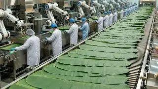 Inside a High-Tech Natural Banana Leaf Factory: From Raw Leaves to Factory-Made Plate (Full Process)