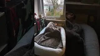 dog bed but different