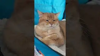 #асланкот #британскиекотята #котятанапродажу #bri