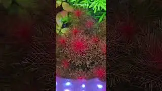 C&acirc;y thủy sinh đẹp dễ trồng, đu&ocirc;i phụng đỏ. #quoidecor #aquarium #caythuysinh