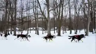 Dog Sledding | A Pure Michigan Winter