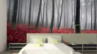 Wall Murals, Wallpaper Murals, Custom Murals - MuralDecal.com - HD