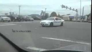 Police dashcam, cop helps family of ducks cross the road