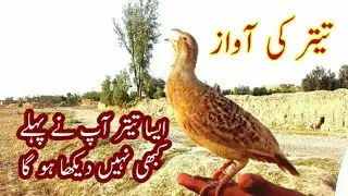Dakni teter ki awaz | voice of  teter #shorts #youtubeshorts #shortvideo