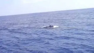 Keporkak (Humpback Whale).AVI