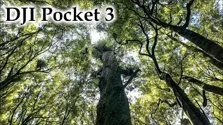 NZ Native Forest Walk to Big Rimu Tree #4k #djipocket3 #newzealand #nativeforest