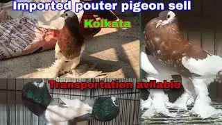 magpie pouter pigeon | magpie pouter pigeon for sell | magpie pouter pigeon price Pet Guru