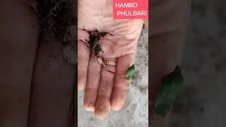How to Grow Cyclamen Plant from Seedling | Step by Step Easy Guide | #shorts