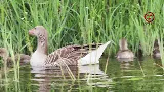 UNA FAMILIA DE ANSARES