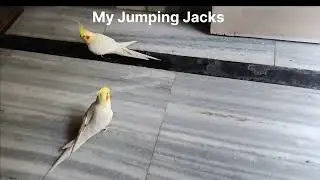 Jumping Jacks