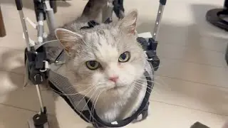 Piko's new wheelchair arrived