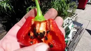 Growing Rocoto Chilli from Seed