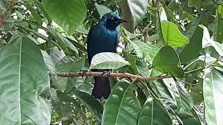 Lesser Blue-eared Starling | Bird Paradise Singapore
