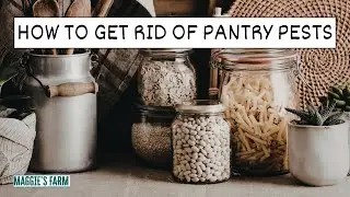 How to Get Rid of Pantry Pests