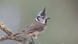 Crested tit call